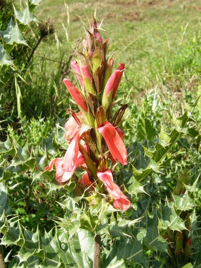 Acanthus sennii, photographed by Rafael Medina