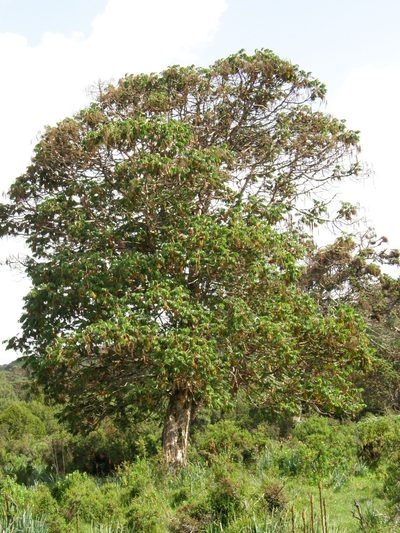 Hagenia abyssinica, photographed by Rafael Medina