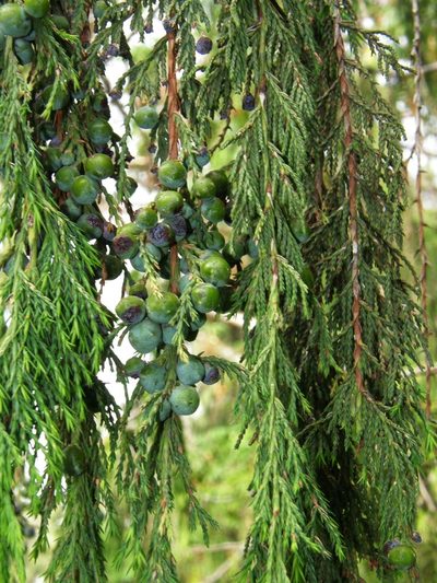 Juniperus procera, photographed by Rafael Medina
