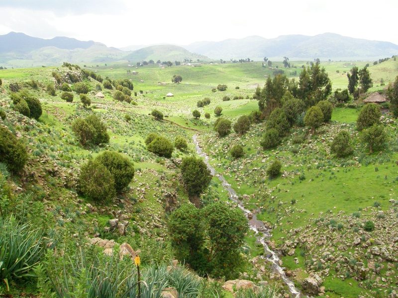 Juniperus procera, photographed by Rafael Medina