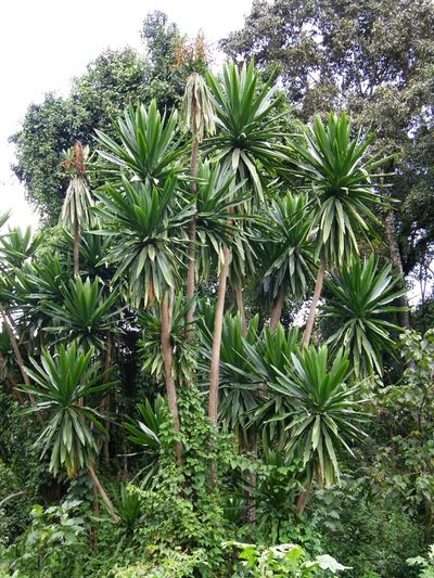 Dracaena steudneri, photographed by Rafael Medina