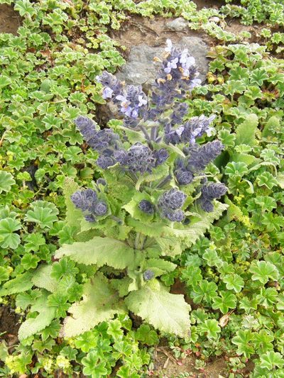 Salvia merjamie, photographed by Rafael Medina
