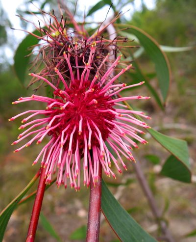 Hakea laurina, photographed by Di Turner