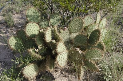 Opuntia strigil, photographed by Eric Knight