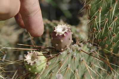 Opuntia strigil, photographed by Eric Knight