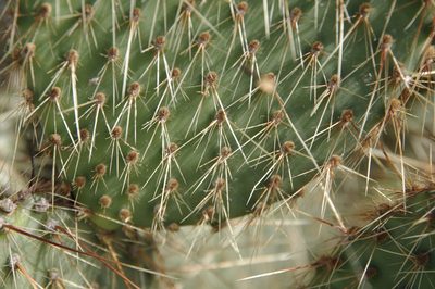Opuntia strigil, photographed by Eric Knight