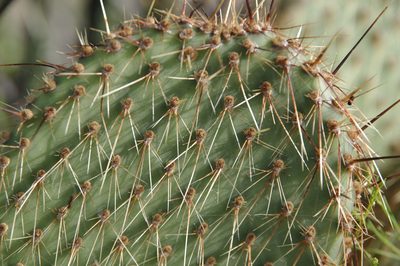 Opuntia strigil, photographed by Eric Knight