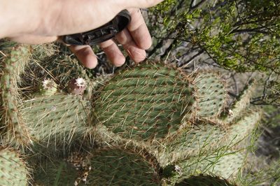 Opuntia strigil, photographed by Eric Knight