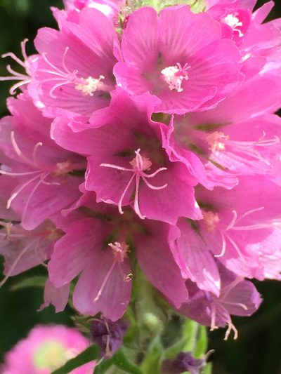 Sidalcea hirtipes, photographed by rappman
