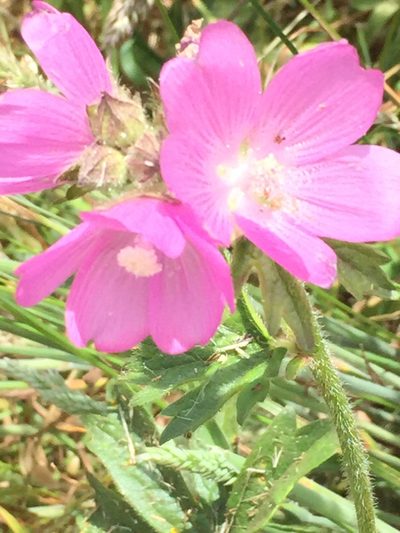 Sidalcea hirtipes, photographed by rappman