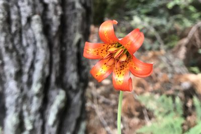 Lilium maritimum, photographed by Karen and Mike