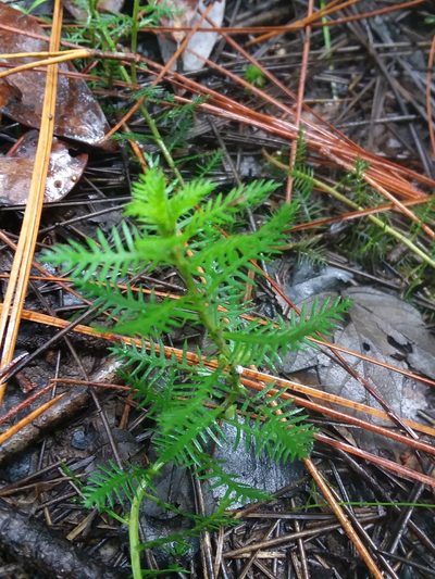 Proserpinaca intermedia, photographed by Will McFarland