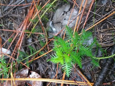 Proserpinaca intermedia, photographed by Will McFarland