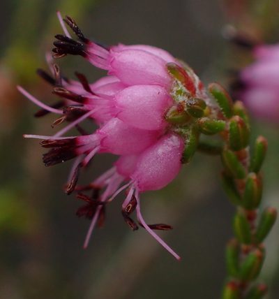 Erica viscosissima, photographed by Nicola van Berkel
