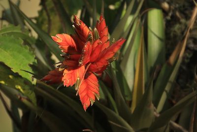 Tillandsia caloura, photographed by Tim Lenz