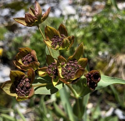 Bupleurum ranunculoides, photographed by desertnaturalist