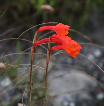 Gladiolus merianellus, photographed by Tony Rebelo