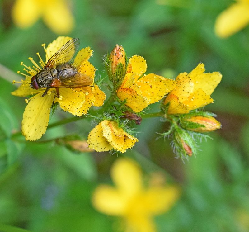 Hypericum barbatum, photographed by Kostas Zontanos