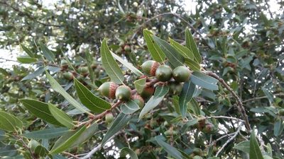 Quercus saltillensis, photographed by Leticia Jiménez Hernández