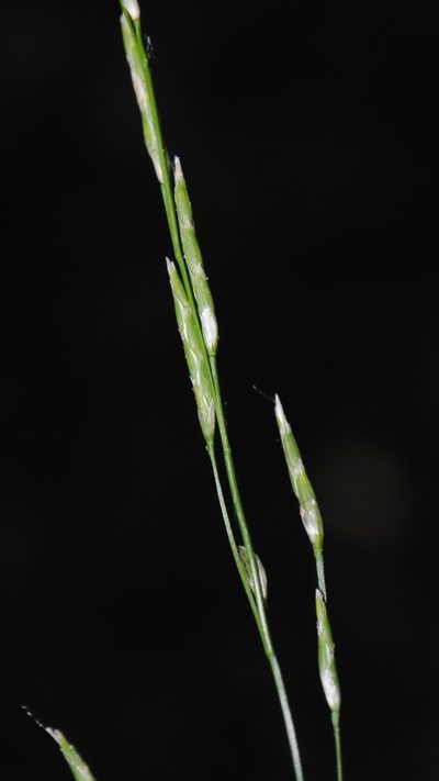 Glyceria septentrionalis, photographed by Zihao Wang