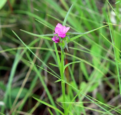 Sabatia gentianoides, photographed by Lauren McLaurin