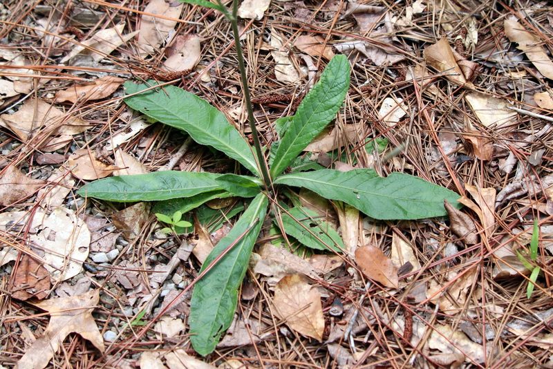 Elephantopus nudatus, photographed by Lauren McLaurin