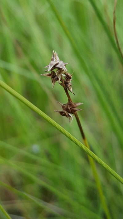 Carex sterilis, photographed by Norma Malinowski