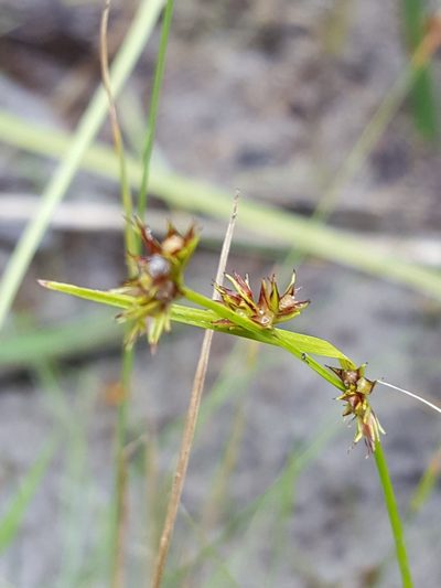 Scleria verticillata, photographed by Norma Malinowski