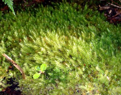 Pyrrhobryum paramattense, photographed by Peter de Lange