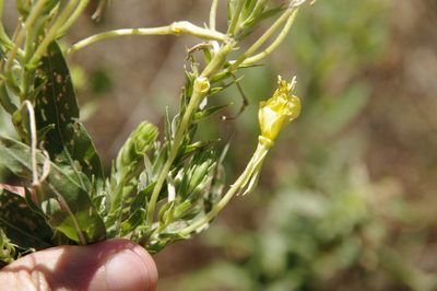 Oenothera rhombipetala, photographed by Eric Knight