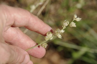Pediomelum digitatum, photographed by Eric Knight
