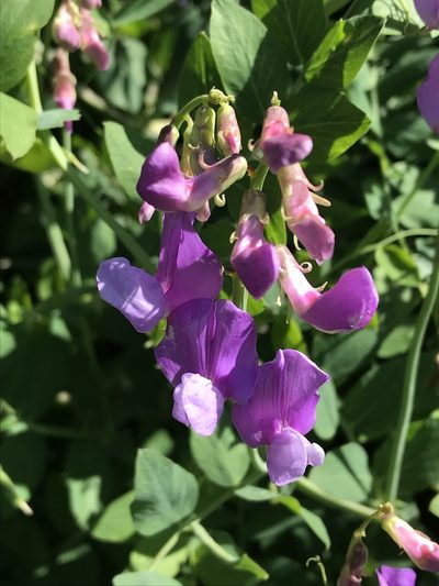 Lathyrus pauciflorus, photographed by Robbie Hannawacker