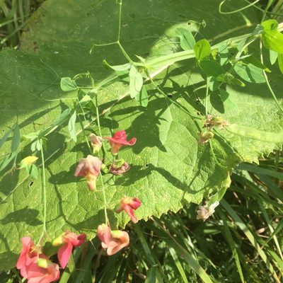 Lathyrus rotundifolius, photographed by Andre Hosper