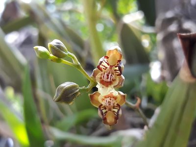 Leochilus carinatus, photographed by Victor De la Cruz