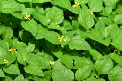 Calyptocarpus vialis, photographed by Yung-Lun Lin