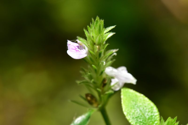 Justicia procumbens, photographed by Yung-Lun Lin