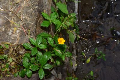 Sphagneticola trilobata, photographed by Yung-Lun Lin