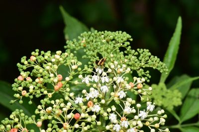 Sambucus javanica, photographed by Yung-Lun Lin