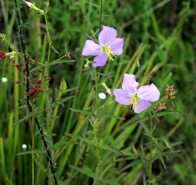 Rhexia nashii, photographed by Lauren McLaurin