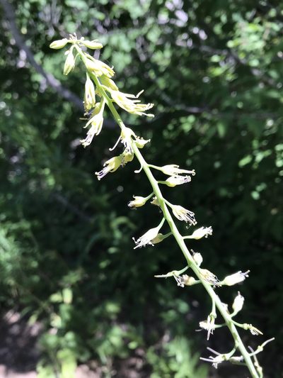 Chlorocrambe hastata, photographed by Robbie Hannawacker