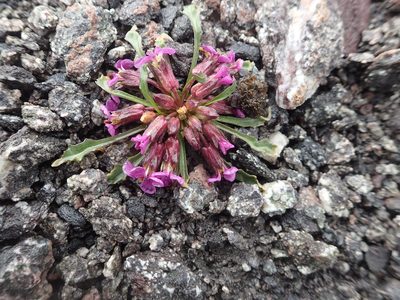Erysimum pallasii, photographed by Allan Harris