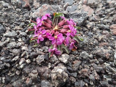 Erysimum pallasii, photographed by Allan Harris