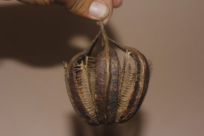 Aristolochia grandiflora, photographed by Juan Cruzado Cortés