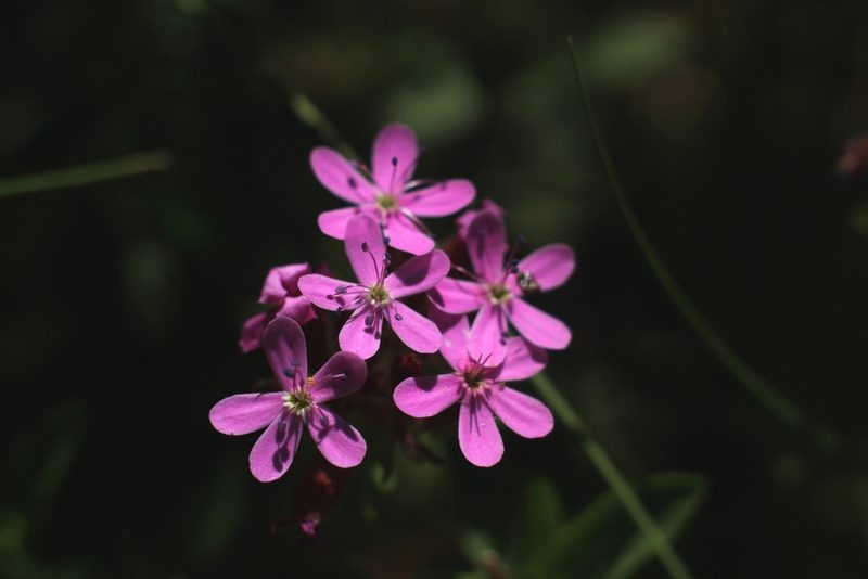 Saponaria ocymoides, photographed by CorentinD