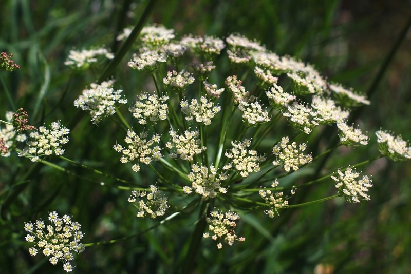 Siler montanum, photographed by CorentinD