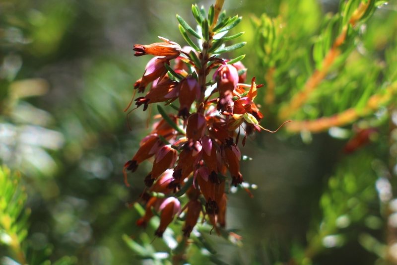 Erica carnea, photographed by CorentinD