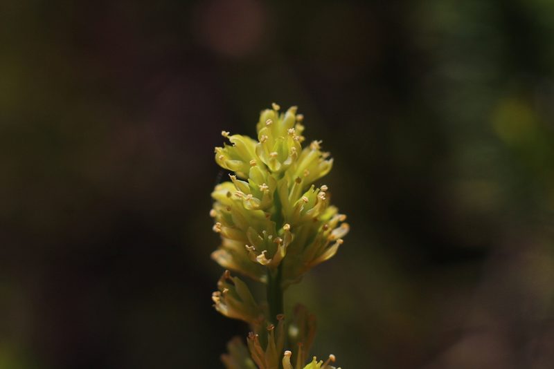 Tofieldia calyculata, photographed by CorentinD