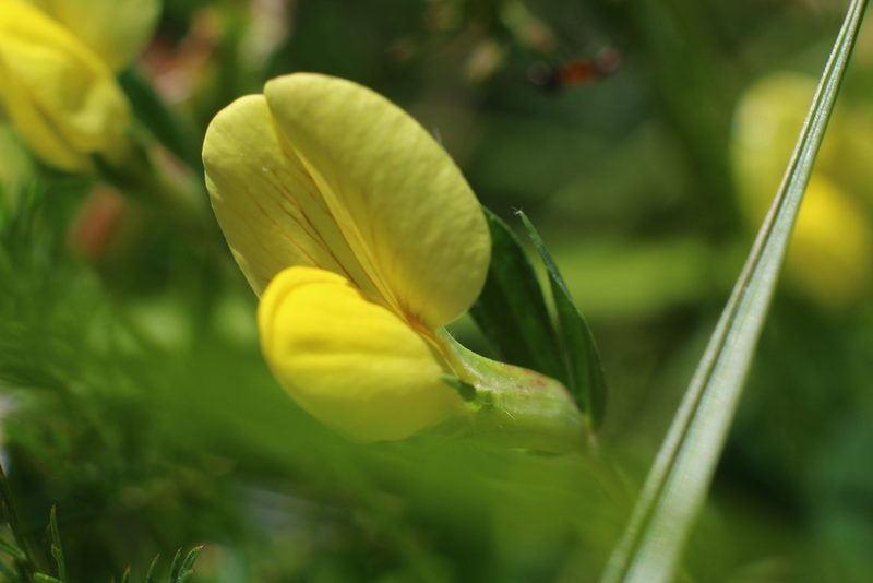 Lotus maritimus, photographed by CorentinD