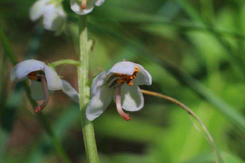 Pyrola rotundifolia, photographed by CorentinD