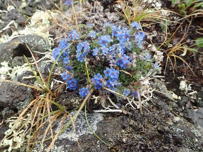 Eritrichium aretioides, photographed by Allan Harris